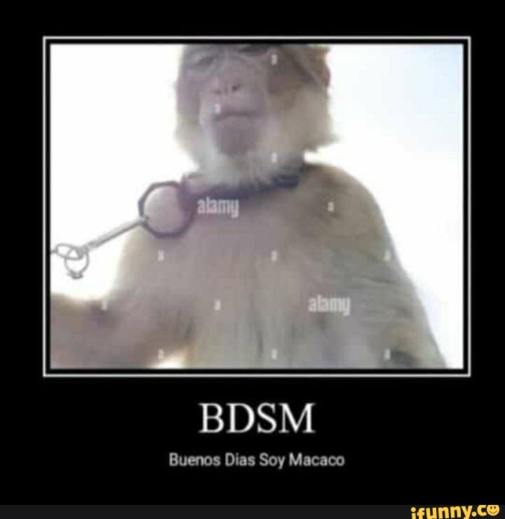 BDSM Buenos Dias Soy Macaco - iFunny Brazil