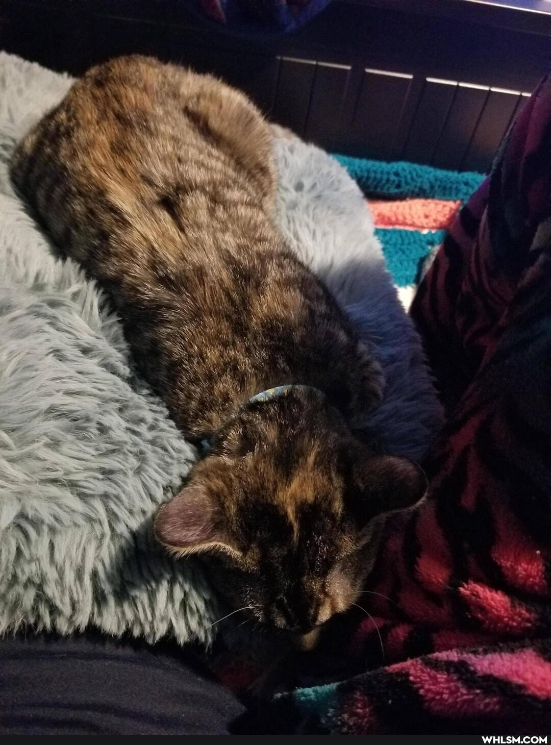 cat, aww, kitten