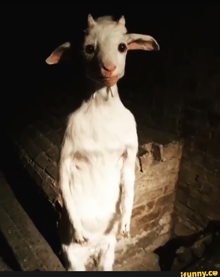 funny, goats, animals, creepy, goat