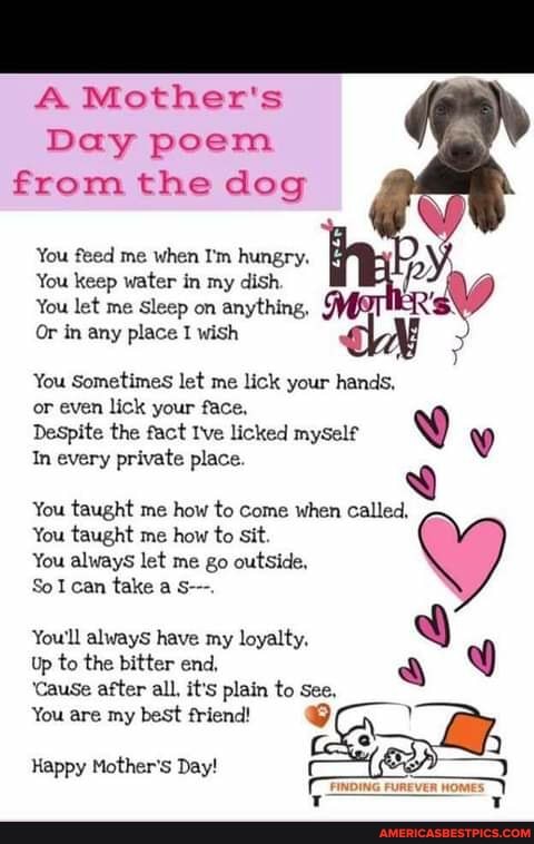 A Mother's
Day poem from the dog
You feed me when I'm hungry.
You keep water in my dish
You let me Sleep on anything,
Or in any place I wish
You Sometimes let me lick your hands, or even lick your face,
Despite the fact I've licked myself
In every private place.
You taught me how to come when called,
You taught me how to sit.
You always let me go outside,
SoI can take a s--
You'll alwayS have my loyalty,
Up to the bitter end,
'Cause after all, it's plain to see,
You are my best friend!
Happy Mother's Day!
FINDING FUREVER HOMES)