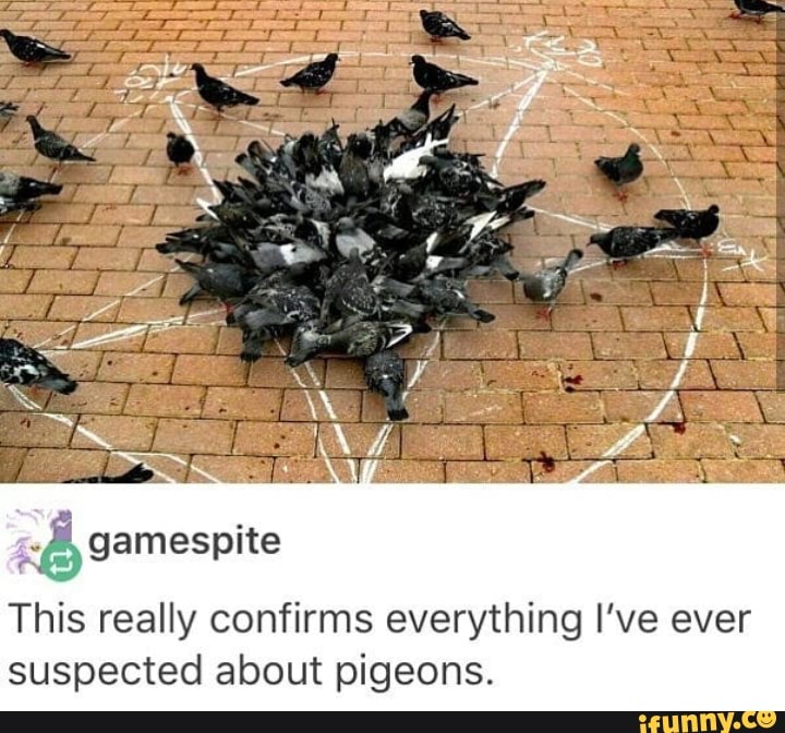 I waste so much time. Pigeon funny. Confirmed memes.