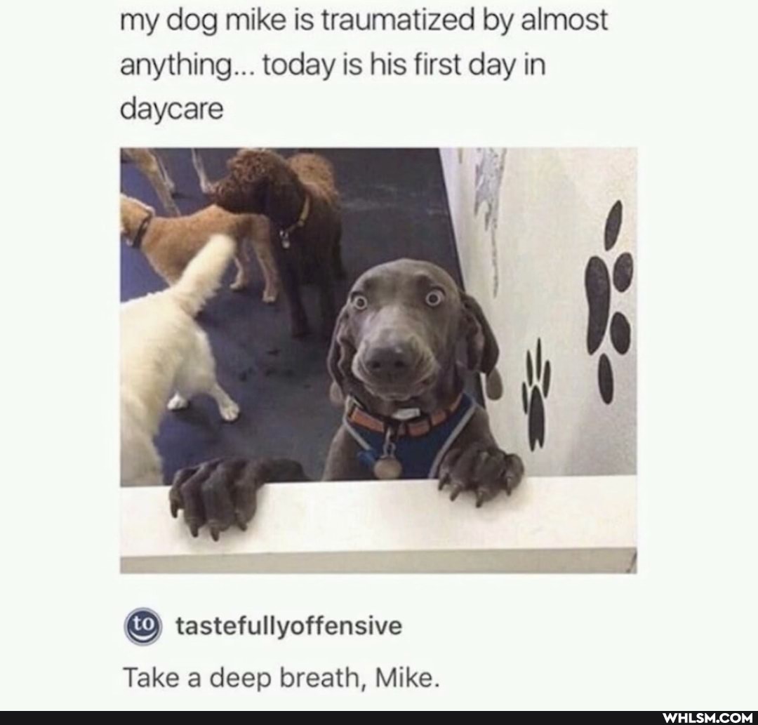 my dog mike is traumatized by almost anything... today is his first day in daycare
tastefullyoffensive
Take a deep breath, Mike.