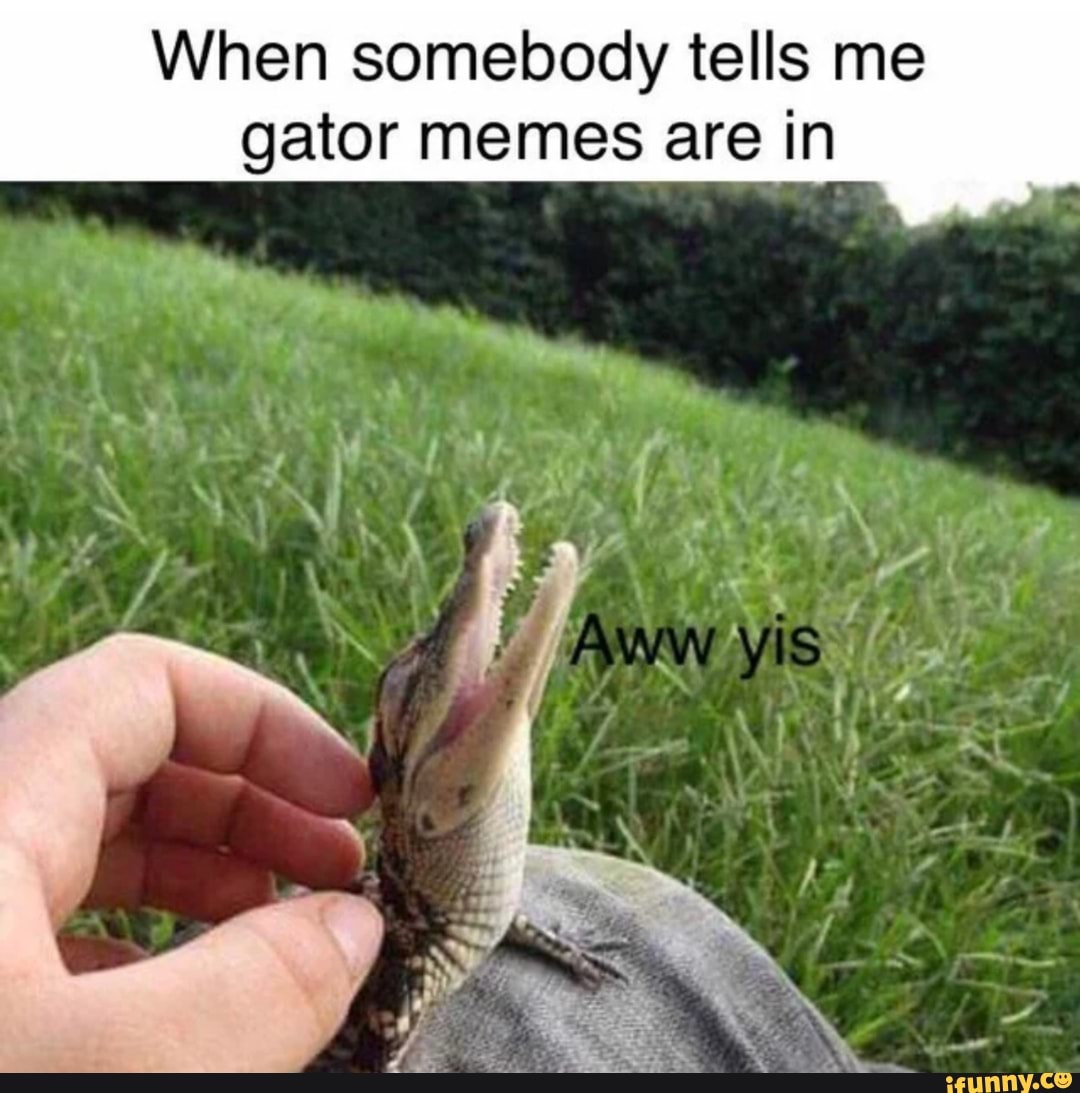 When somebody tells me gator memes are in - iFunny