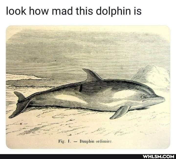 look how mad this dolphin is
Fig. 1, - Dauphin ordinaire