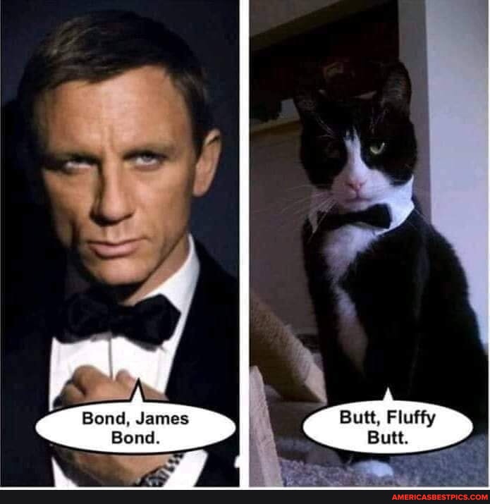 Butt Fluffy Butt Bond James Bond Americas Best Pics And Videos 