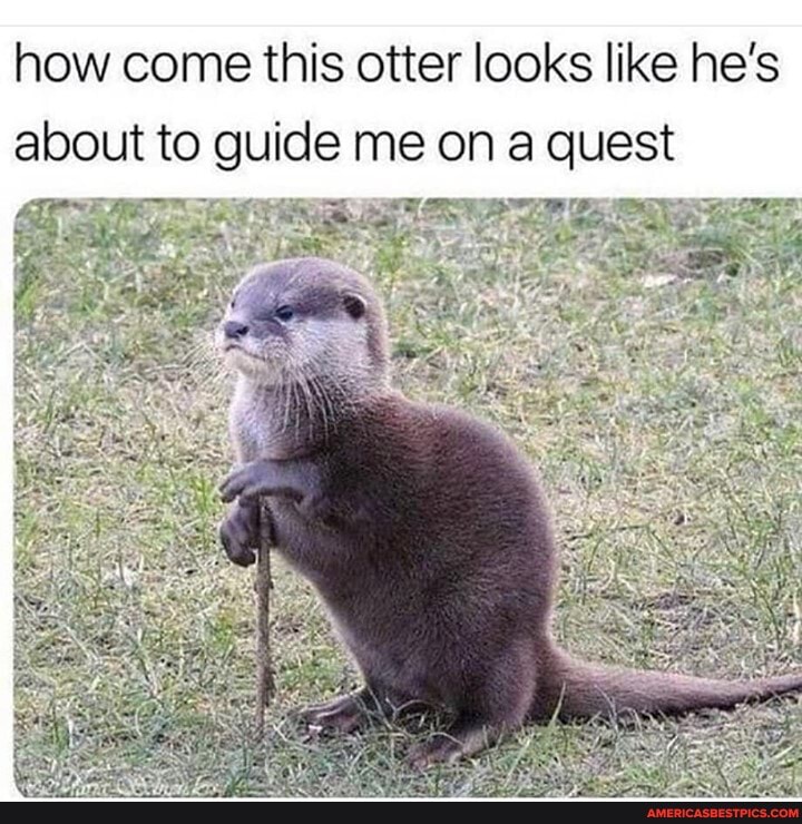 how come this otter looks like he's about to guide me on a quest