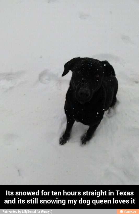 Its snowed for ten hours straight in Texas
and its still snowing my dog queen loves it - Its snowed for ten hours straight in Texas and its still snowing my dog queen loves it