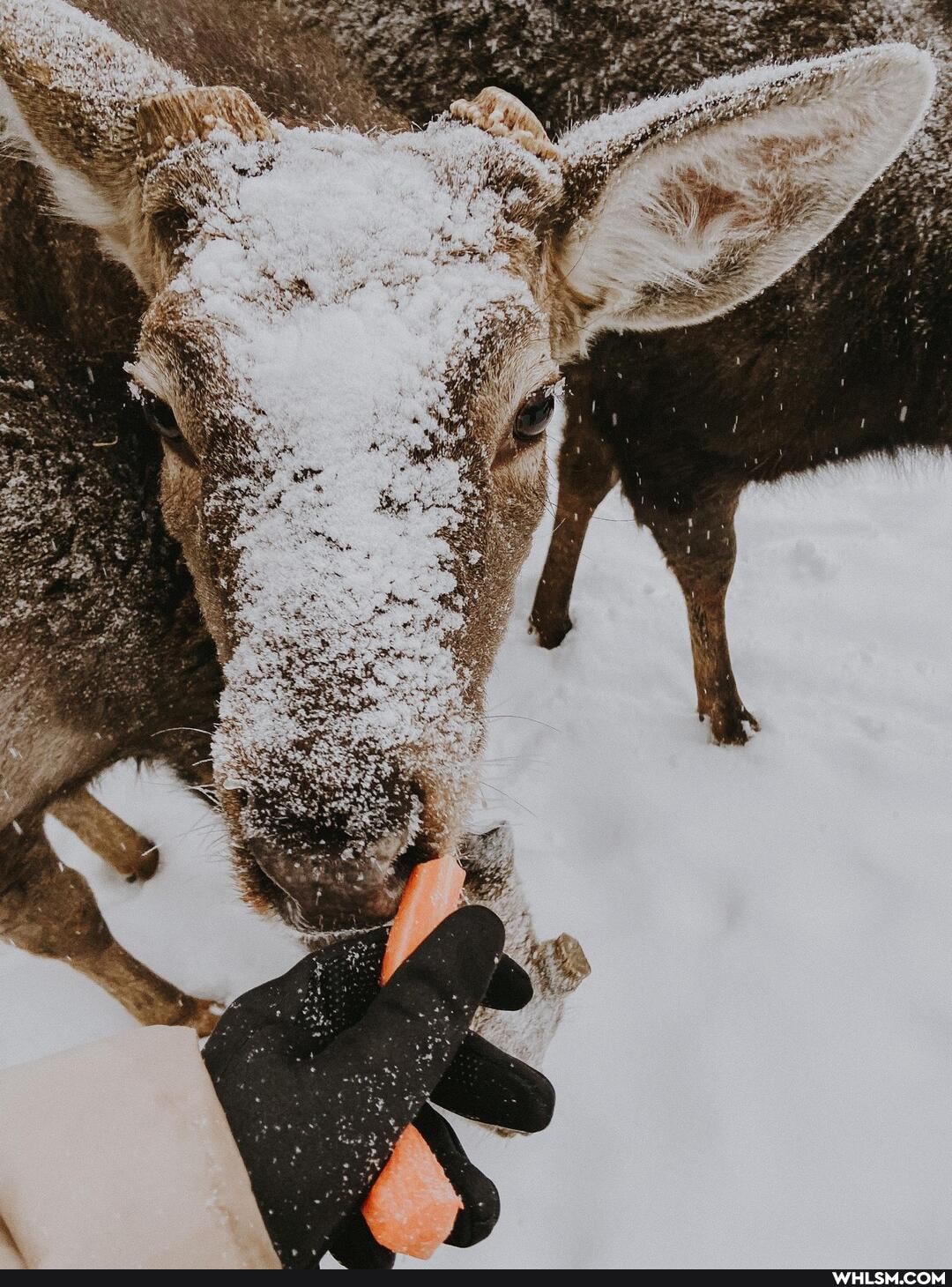 aww, deer, winter