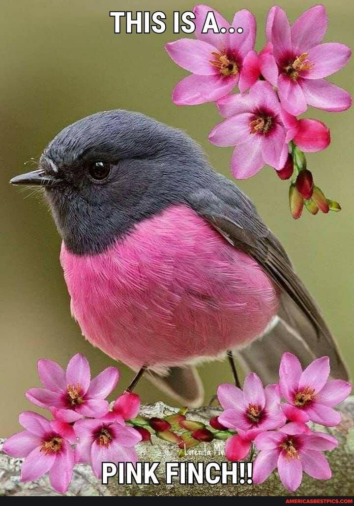 THIS ISA...
PINK FINCH!