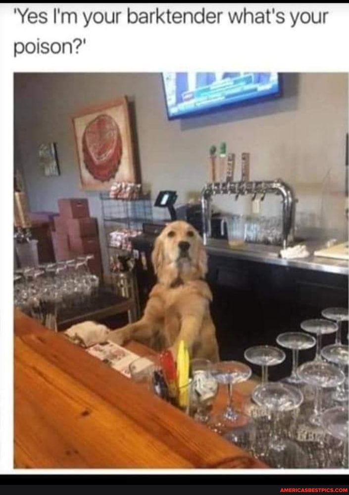 'Yes I'm your barktender what's your poison?'
yy