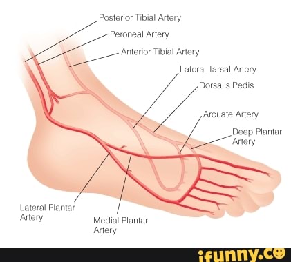 Posterior Tibial Artery Peroneal Artery 'anterior Tibial Artery Lateral 