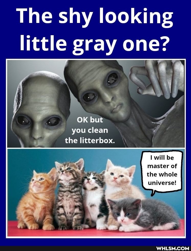 The shy looking little gray one?
OK but you clean the litterbox.
will be master of the whole
universe!