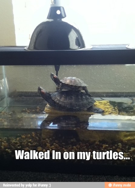 Walked In on my turtles: