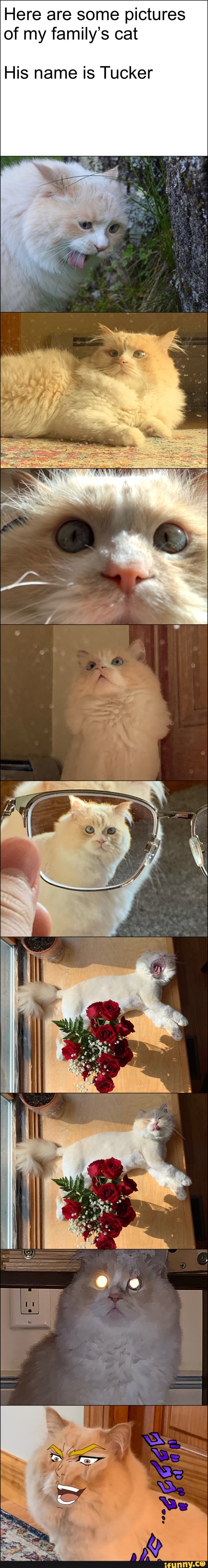 Here are some pictures of my family's cat
His name is Tucker