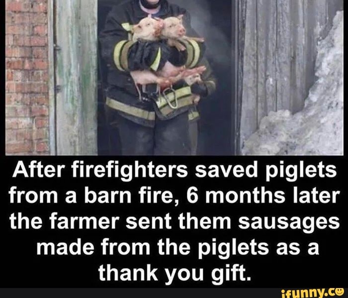 After firefighters saved piglets
from a barn fire, 6 months later
the farmer sent them sausages
made from the piglets as a thank you gift.