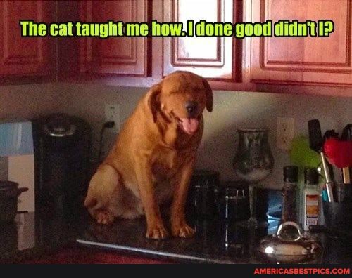 The cat me done I