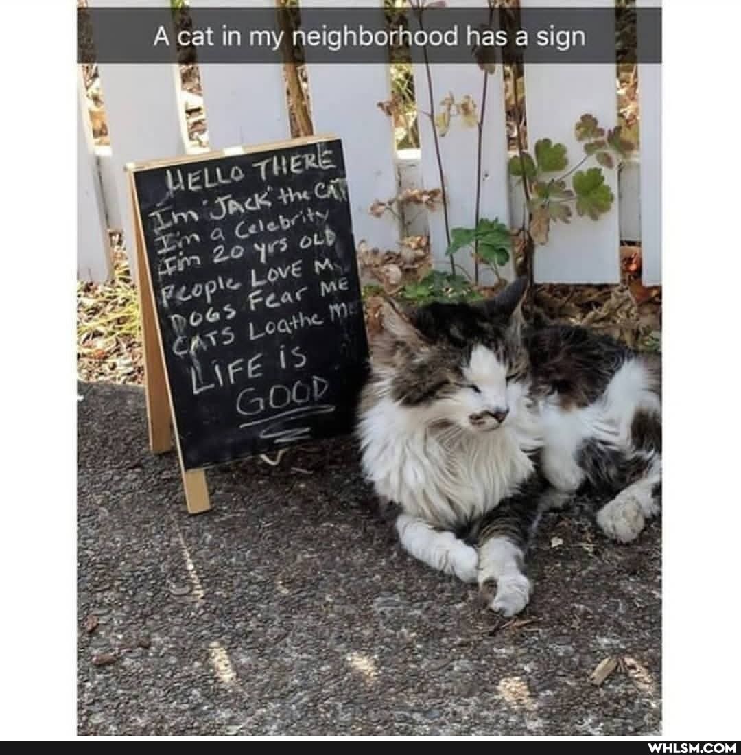 A cat in my neighborhood has a sign