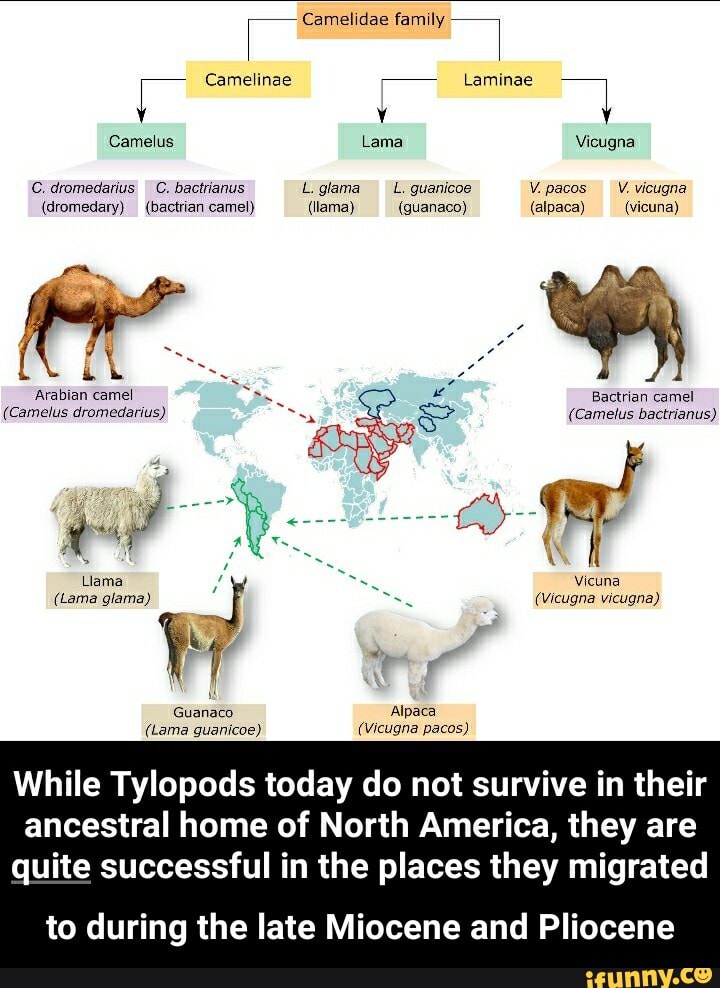 Camelinae _ Laminae Camelus Lama Vicugna Cidromedarius C) Bactrianus ...
