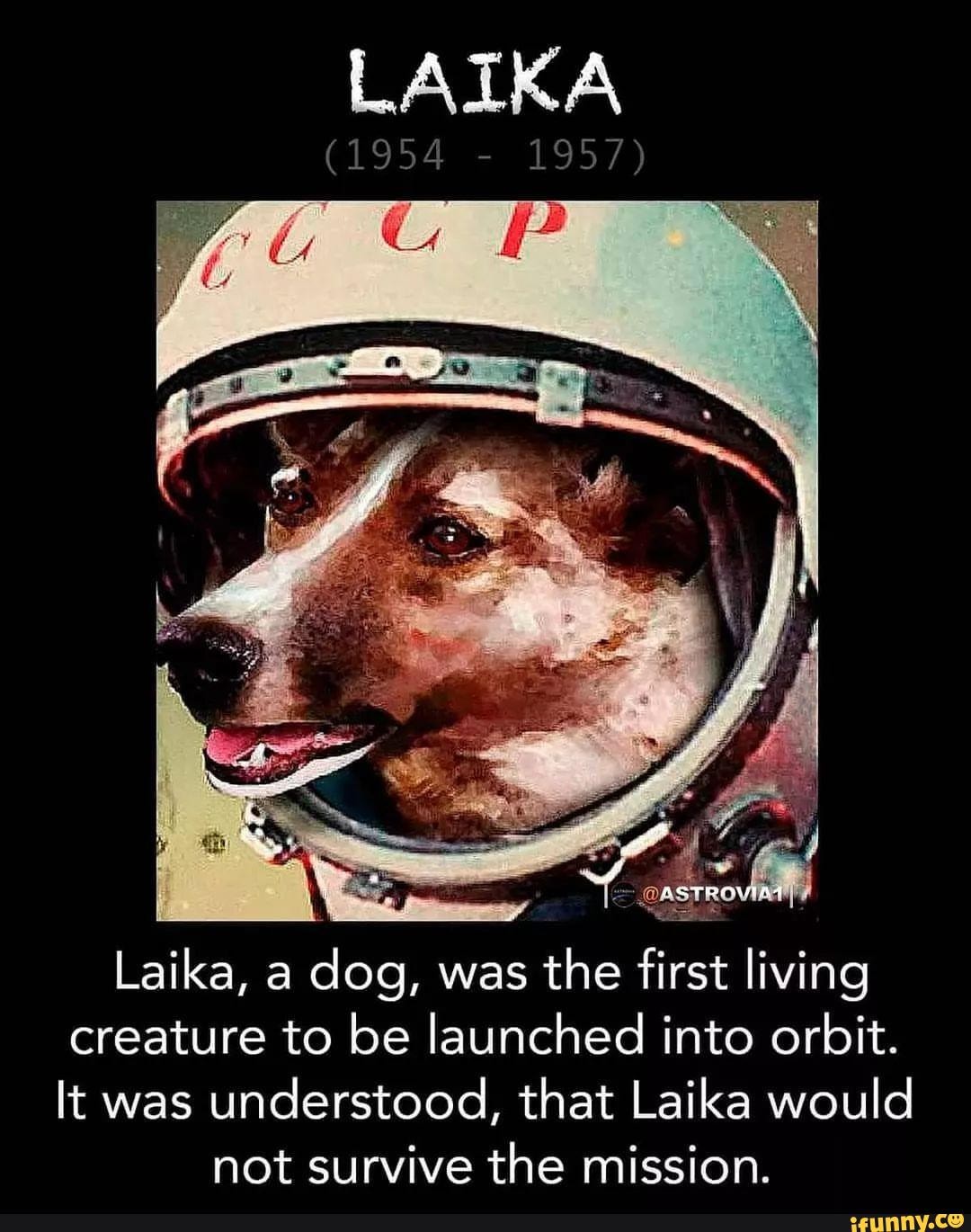 LAIKA memes. Best Collection of funny LAIKA pictures on iFunny
