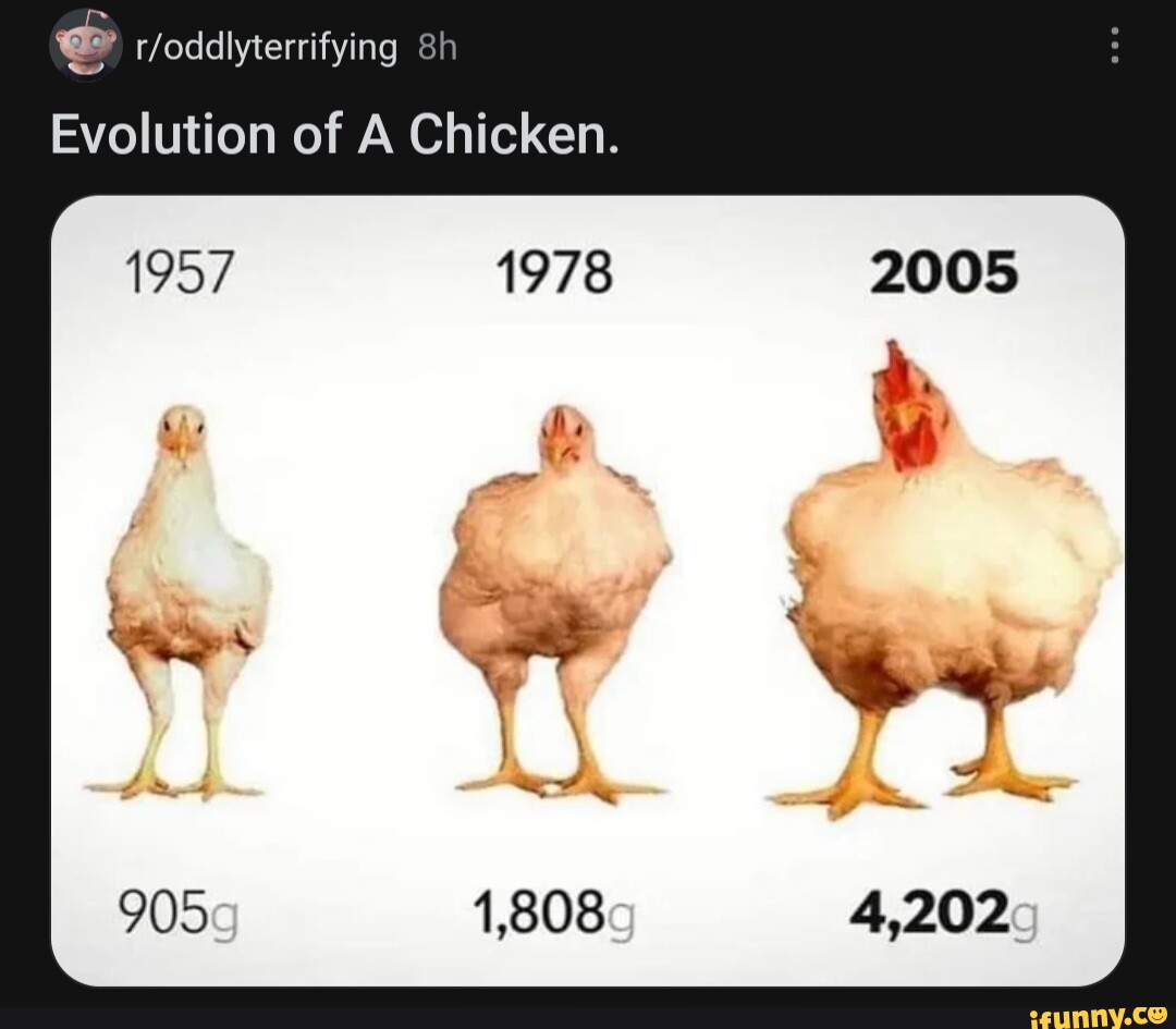 Evolution of A Chicken. 1978 1,808 - iFunny