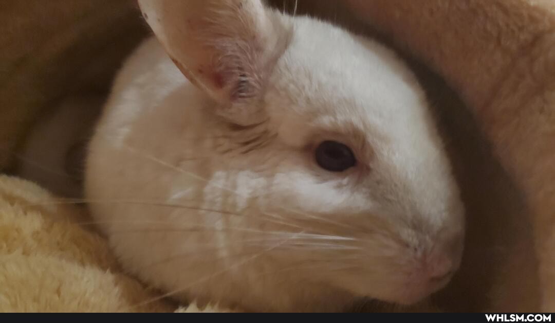musichillas, babyanimals