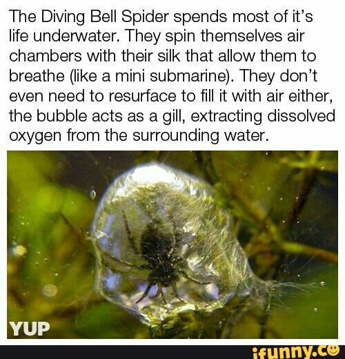 The Diving Bell Spider spends most of it's
life underwater. They spin themselves air
chambers with their silk that allow them to
breathe (like a mini submarine). They don't
even need to resurface to fill it with air either,
the bubble acts as a gill, extracting dissolved
oxygen from the surrounding water.