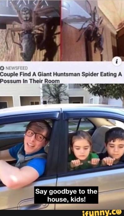 ouple Find A Giant Huntsman Spider Eating A
Possum In Their Room