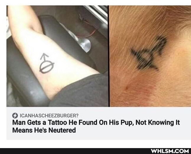 So
ICANHASCHEEZBURGER?
Man Gets a Tattoo He Found On His Pup, Not Knowing It
Means He's Neutered