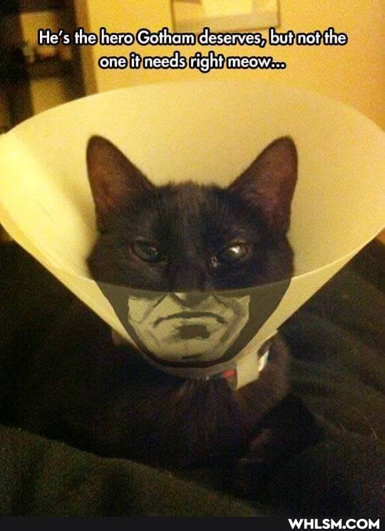 He's the hero Gotham deserves, but not the
one it needs right meow..
