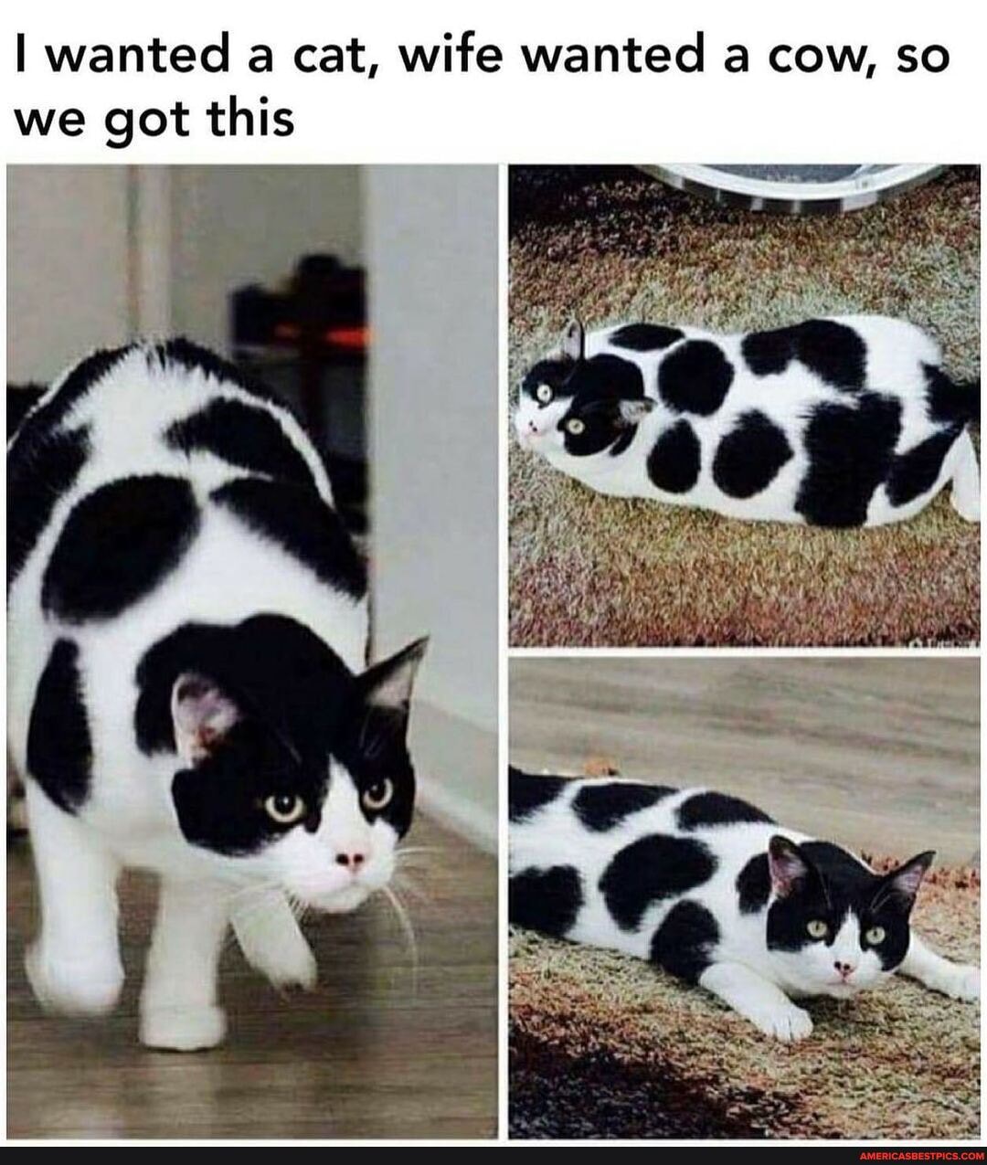 I wanted a cat, wife wanted a cow, so we got this