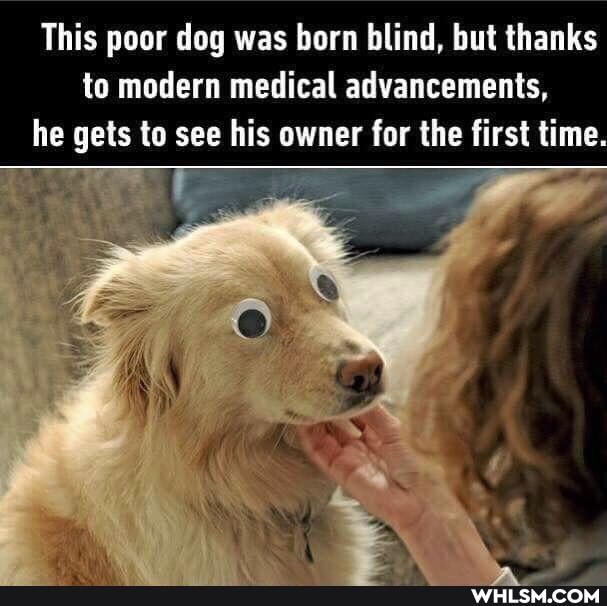 This poor dog was born blind, but thanks to modern medical advancements, he gets to see his owner for the first time.