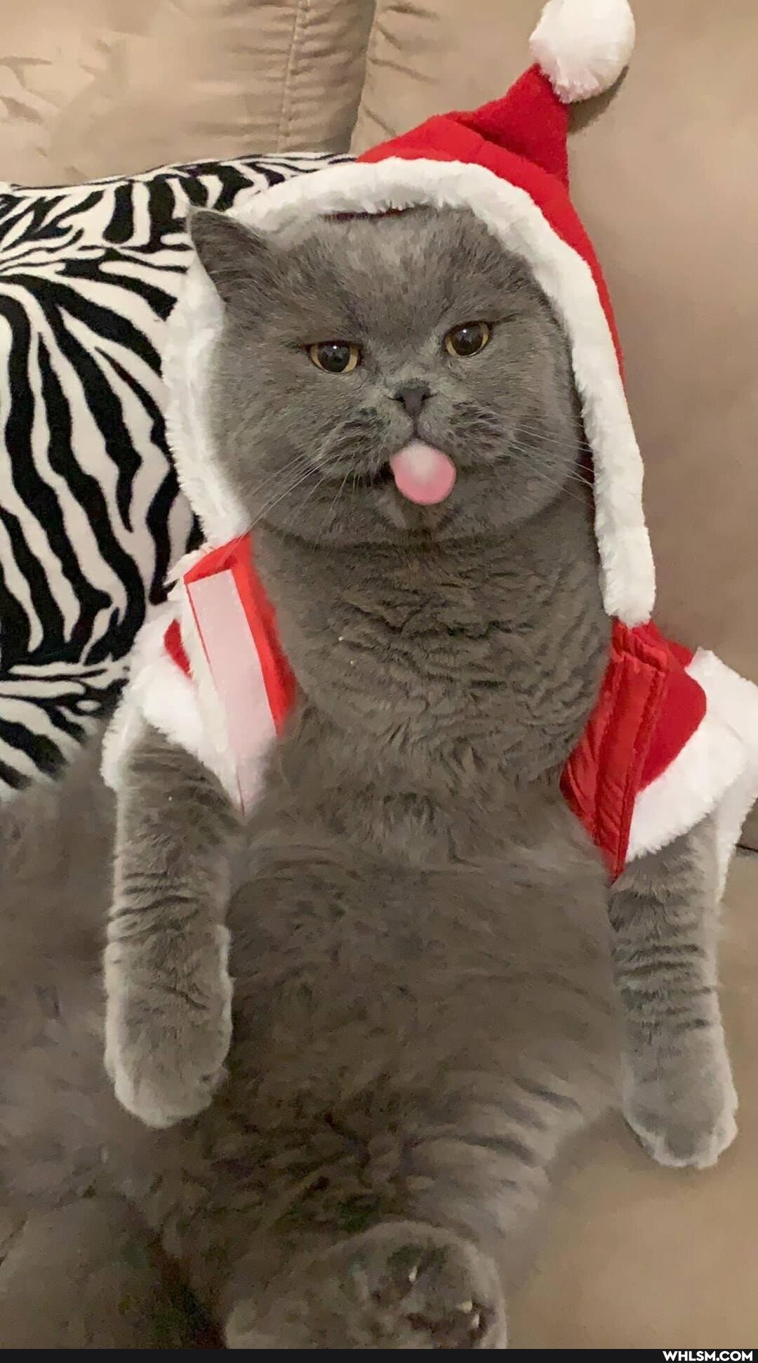 funny, funny_animal, christmas