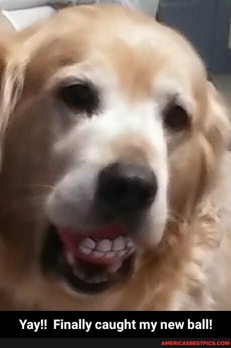 Yay!! Finally caught my new ball! - Yay!! Finally caught my new ball!