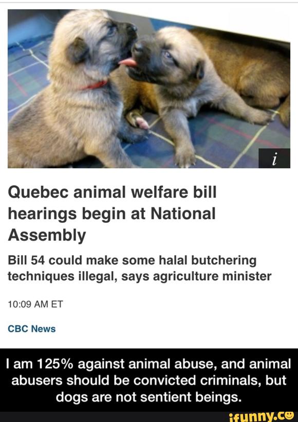 Quebec animal welfare bill
hearings begin at National
Assembly
Bill 54 could make some halal butchering
techniques illegal, says agriculture minister
10:09 AM ET
CBC News
I am 125% against animal abuse, and animal
abusers should be convicted críminals, but
dogs are not sentient beings. - I am 125% against animal abuse, and animal abusers should be convicted criminals, but dogs are not sentient beings.