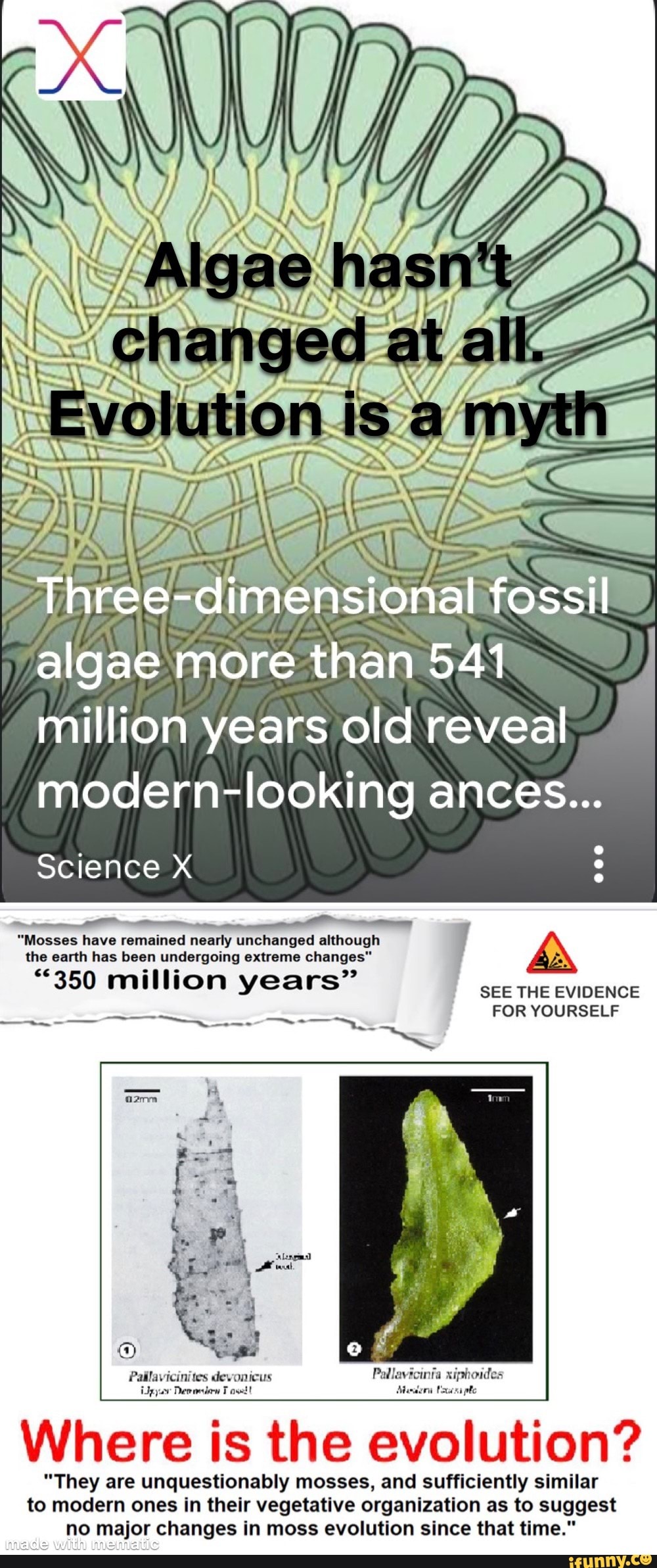 SS algae more than 541 million years old reveal modern-look ING ances ...