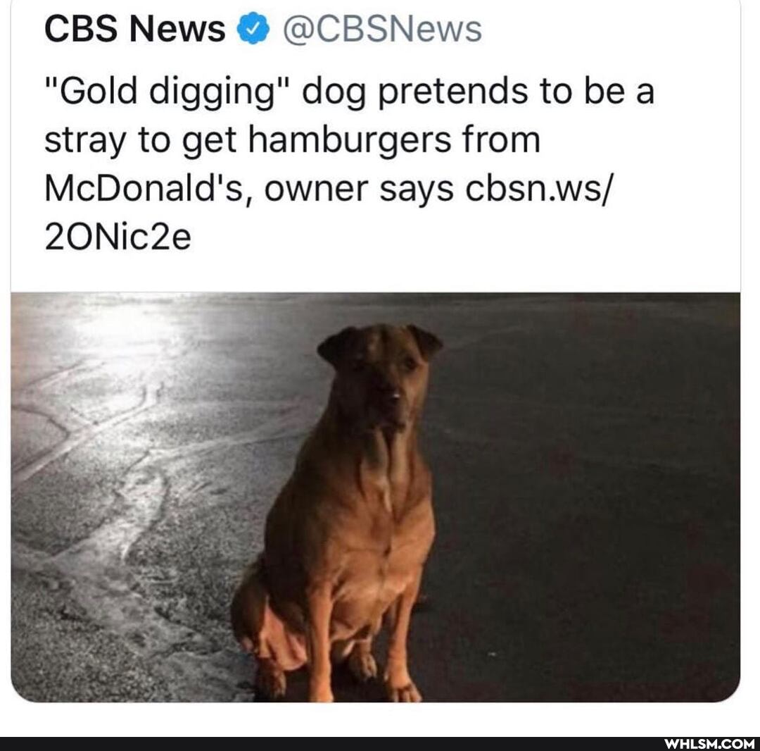 CBS News @ @CBSNews
"Gold digging" dog pretends to be a stray to get hamburgers from
McDonald's, owner says cbsn.ws/
2ONic2e
