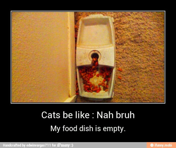 Cats be like Nah bruh
My food dish is empty. - Cats be like : Nah bruh
My food dish is empty.