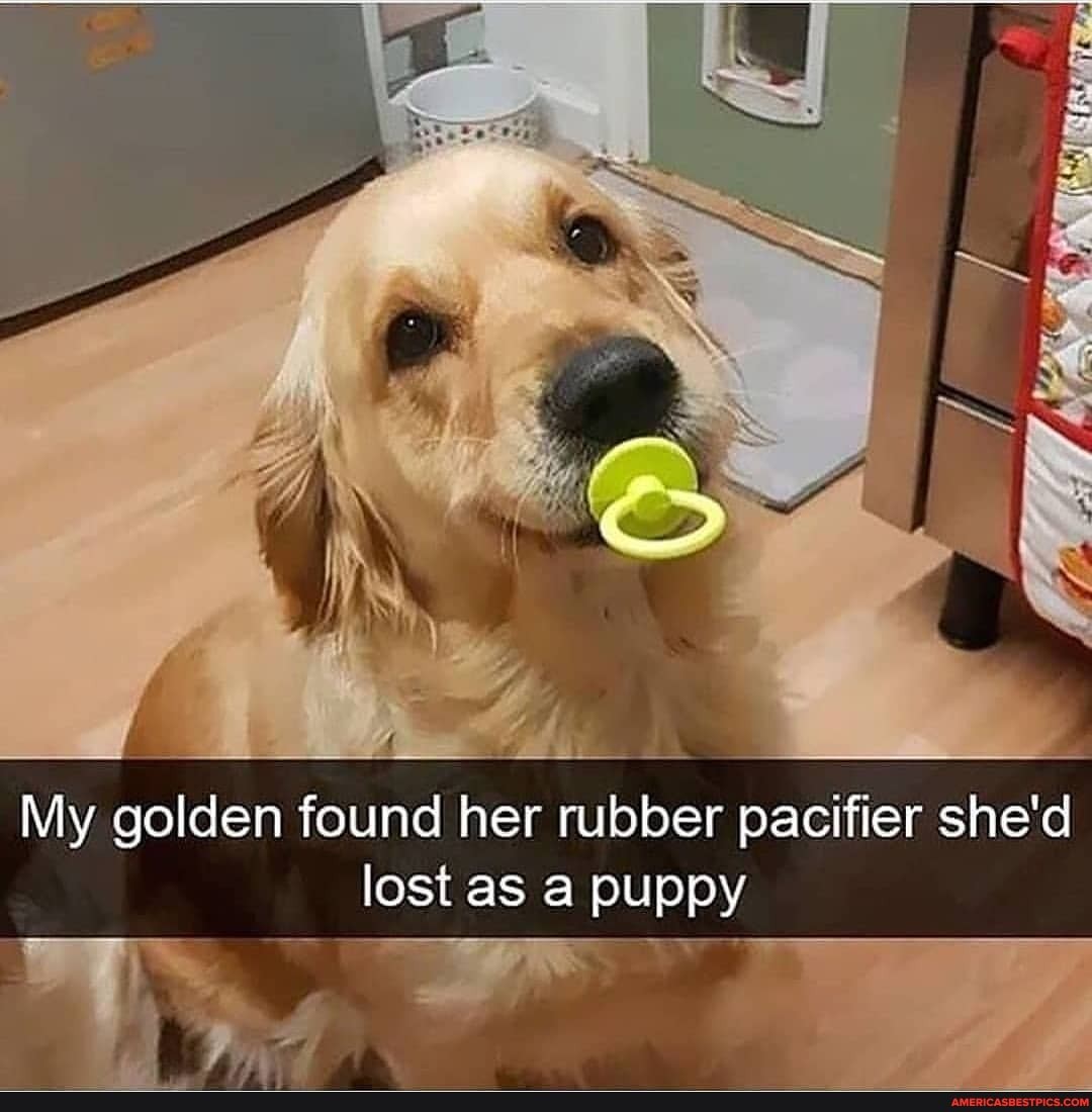Ss
id
My golden found her rubber pacifier she'd lost as a puppy