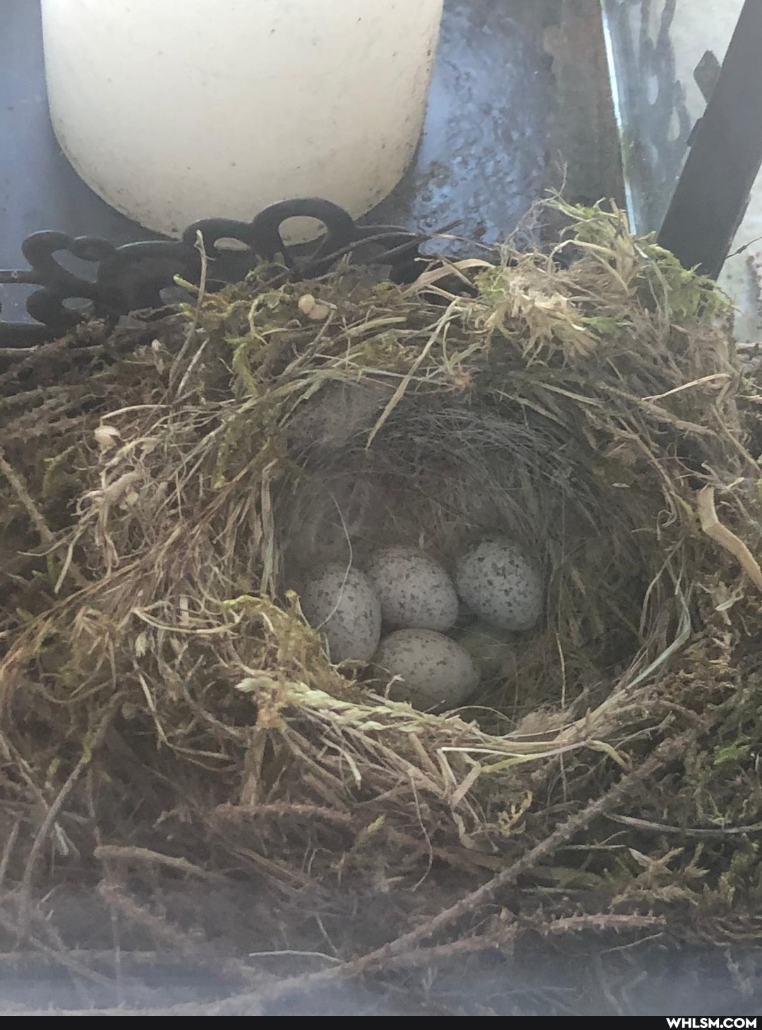 birds, egg, baby_animals, arnold_schwarzenegger