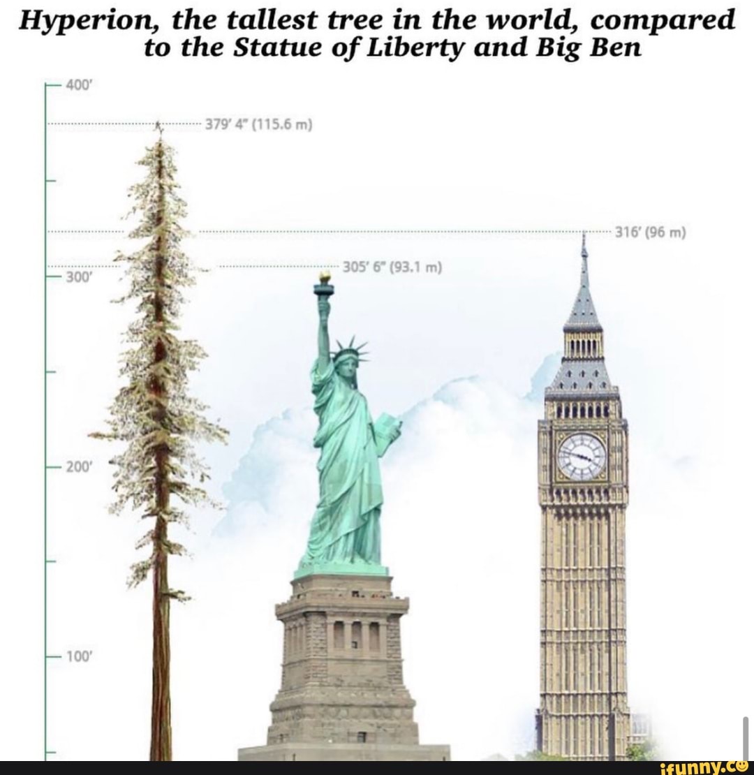 Hyperion, the tallest tree in the world, compared
to the Statue of Liberty and Big Ben
iets