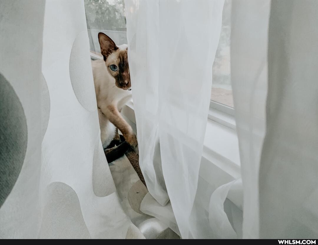 cuteness_overload, kitten, cat, cute_cat