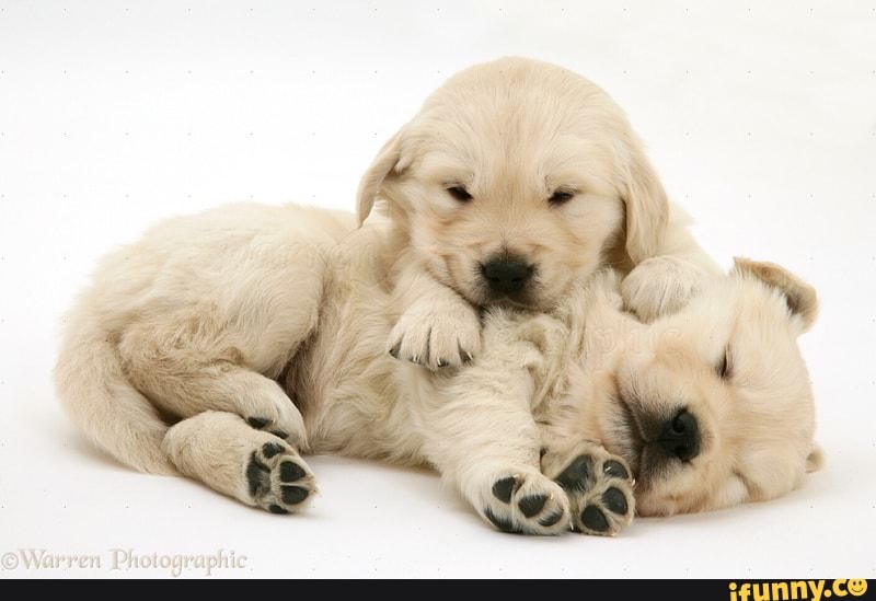 puppo, goldenretriever, goldenretrieverpuppy, puppies