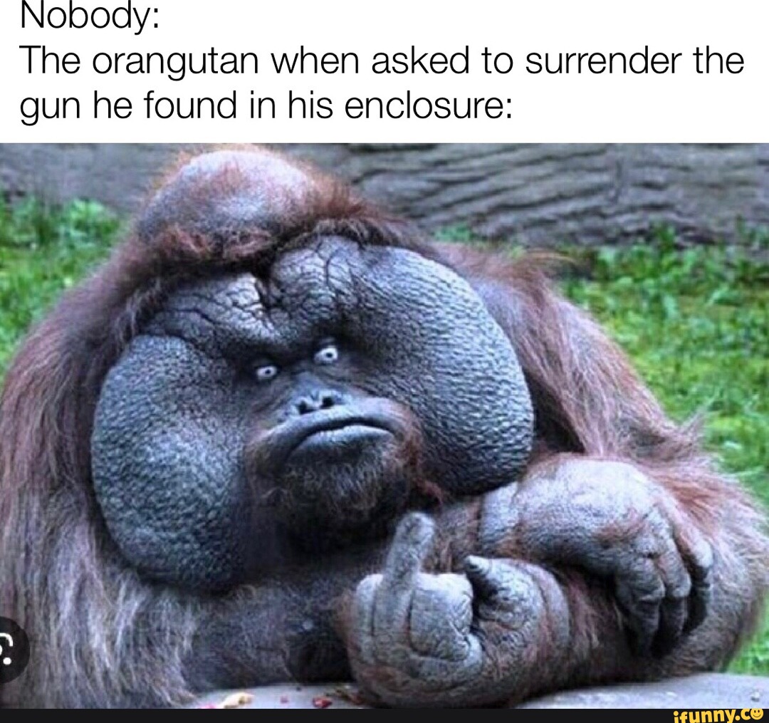 Monkeymemes memes. Best Collection of funny Monkeymemes pictures on iFunny