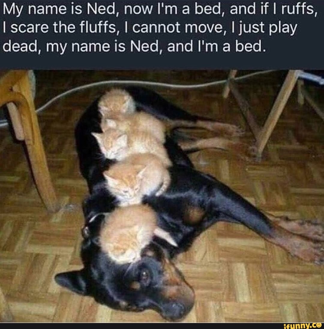 My name is Ned, now I'm a bed, and ifl ruffs,
I scare the fluffs, I cannot move, I just play
dead, my name is Ned, and I'm a bed.