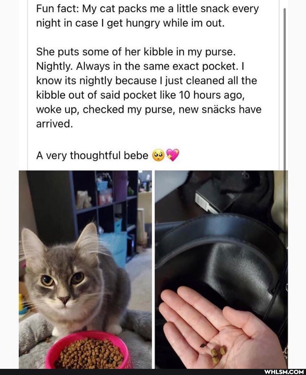 Fun fact: My cat packs me a little snack every night in case I get hungry while im out.
She puts some of her kibble in my purse.
Nightly. Always in the same exact pocket. I know its nightly because I just cleaned all the kibble out of said pocket like 10 hours ago, woke up, checked my purse, new snacks have arrived.
A very thoughtful bebe
Ss