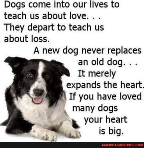 Dogs come into our lives to teach us about love. . . They depart to ...