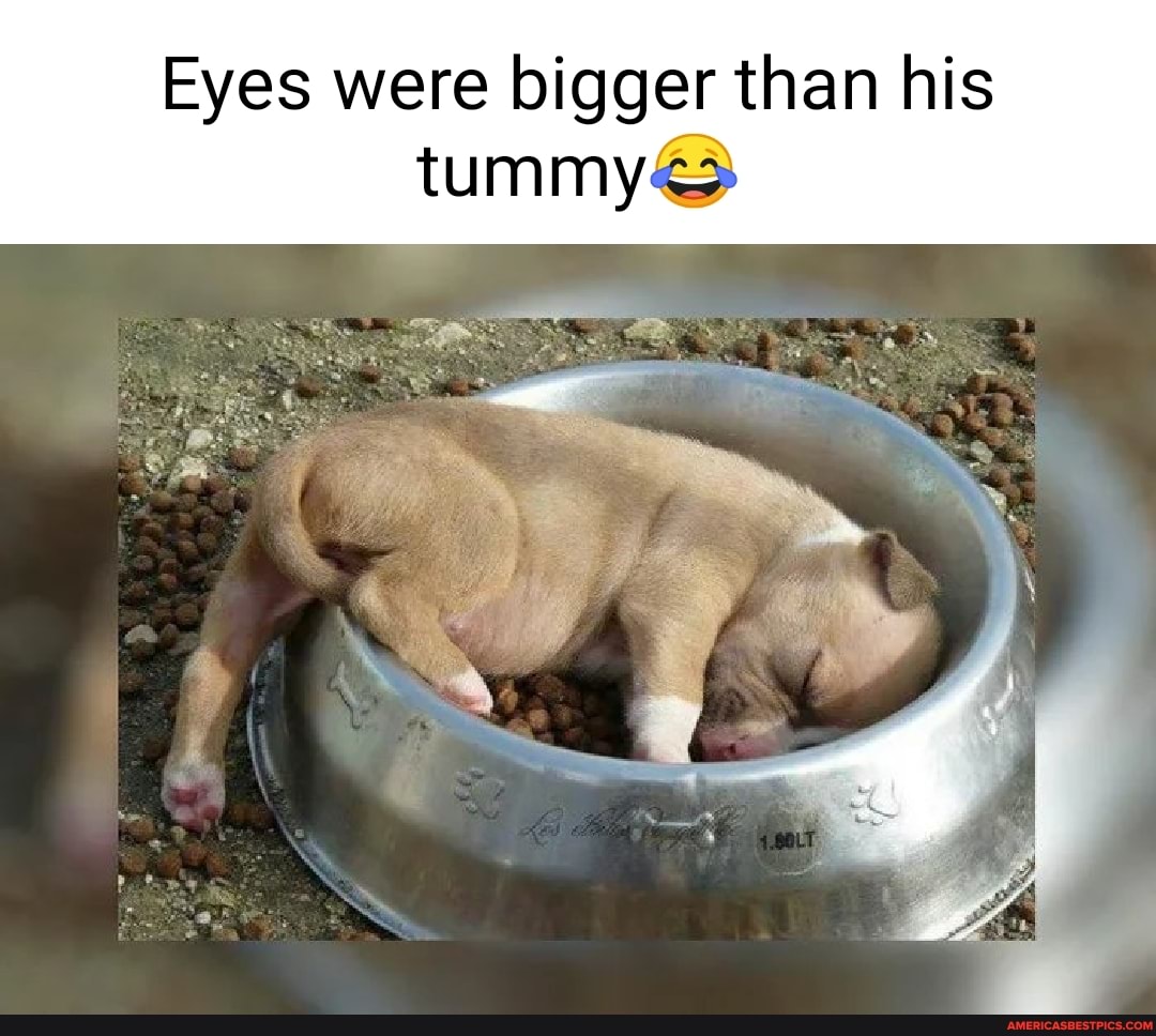Eyes were bigger than his tummy<>