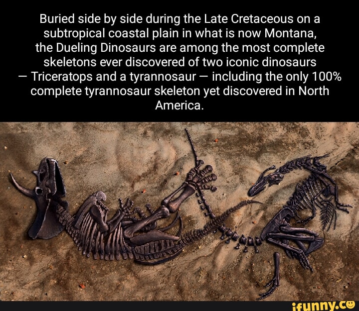 Buried Side By Side During The Late Cretaceous On A Subtropical Coastal ...