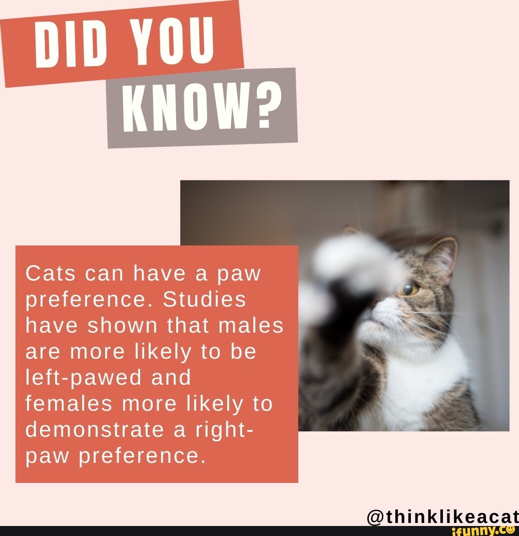 DID YOU KNOW? Cats can have a paw preference. Studies have shown that ...