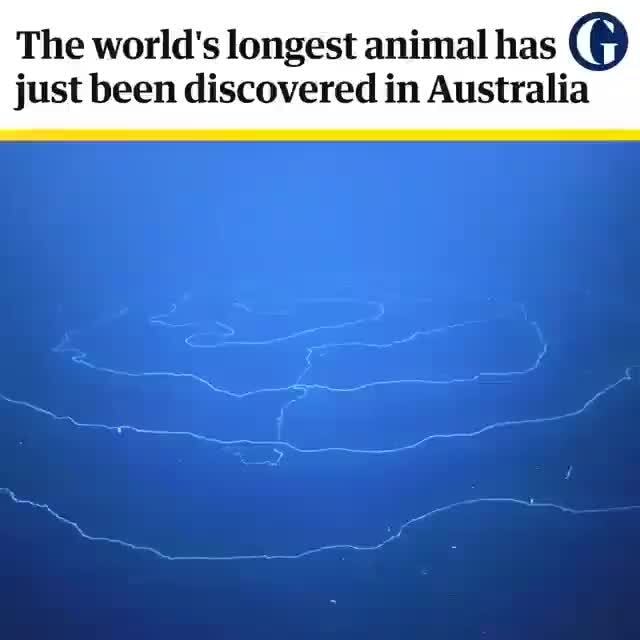 The world's longest animal has just been discovered in Australia - )